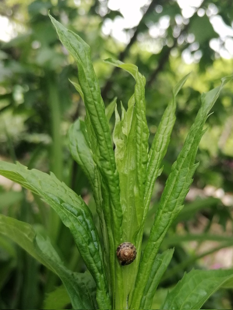TomderZar's tweet photo. Bissi Garten für die Timeline.
#garten #dailyfleets #garden #kleingarten #gartenlogbuch #wienliebe #wienmalanders #vienna #schrebergarten #flowers #blumen #gardening https://t.co/5TFJYYsWbH