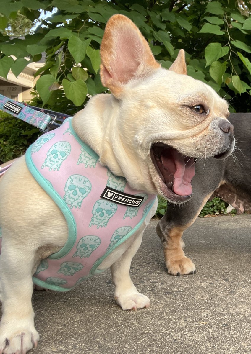 PawsonPine's tweet photo. Hello long weekend!!!! 🇺🇸🎉 #memorialdayweekend #frenchbulldog #dog #dogs #pet #pets #MemorialDay #frenchie #clt #704 #charlottenc https://t.co/WGT3oLPkAd