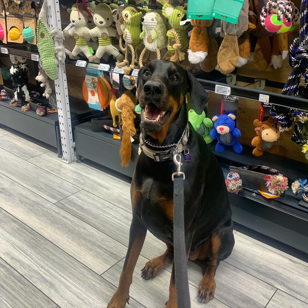 petzonestores's tweet photo. We just LOVED the VIP Visit ๐
@ luna.the.dobbie visited our Boksburg Branch & filled our hearts with pure JOY! ๐
Thanks for visiting us! Remember all our #Petzone Branches are pet friendly๐
Visit your closest Petzone โก๏ธ https://t.co/HsHzDt7gmC ๐
๐ท by @ luna.the.dobbie https://t.co/RuGNxGFOo7