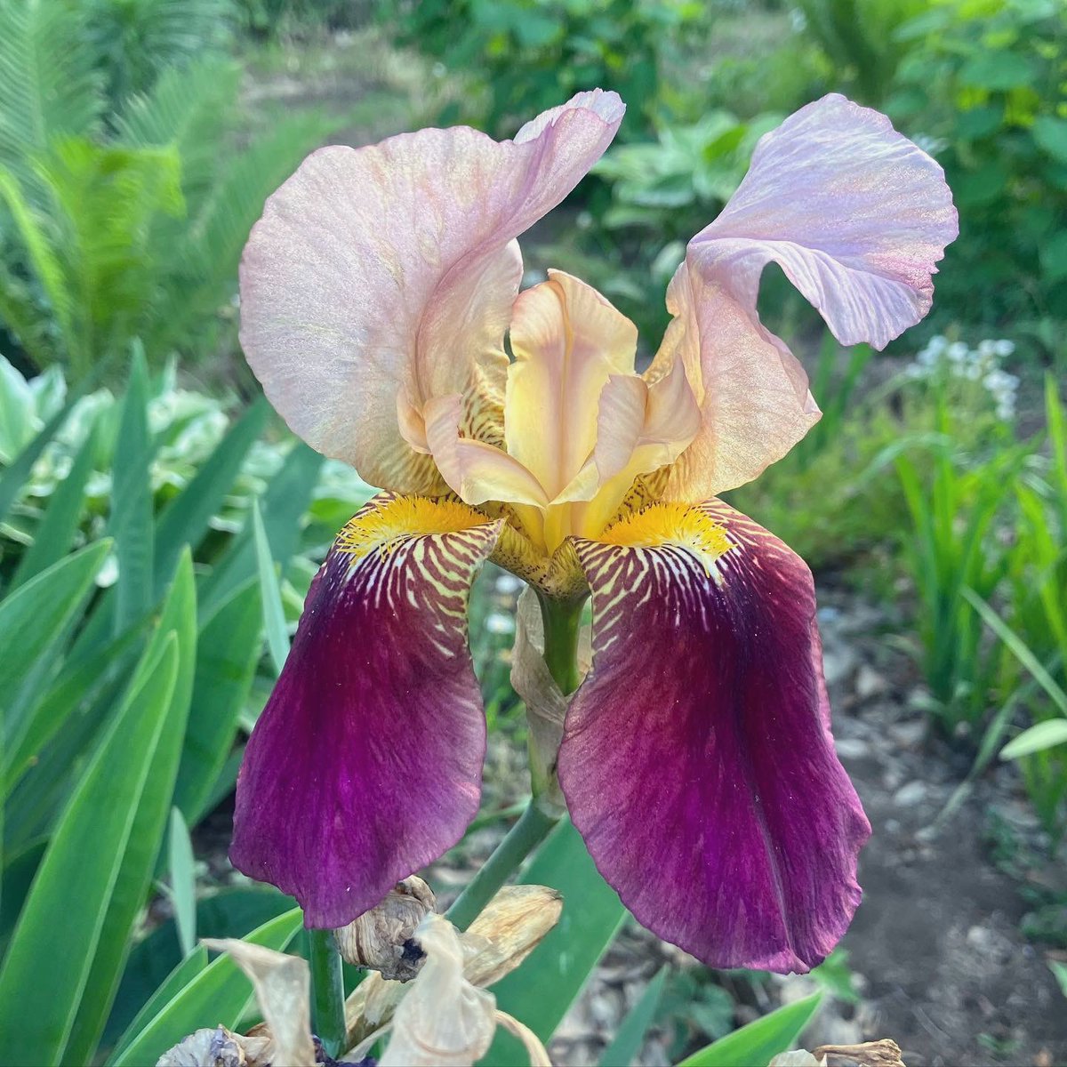 German iris