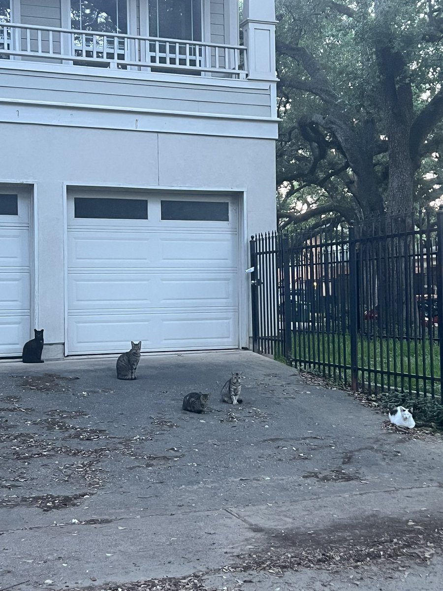 Tiffani317's tweet photo. Nice morning run before sunrise. Discovered a #catclowder in my neighborhood. That tracks. #running #CatsofTwittter #fridaymorning https://t.co/9ZiBHS1qrG