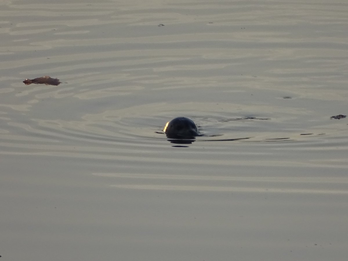 EBTSOYP's tweet photo. Going on vacation is a great chance to find new species for #backyardbio all year long! Check out this sea urchin, barnacle, seal and bald eagle pair Jesse saw in Twillingate #Newfoundland! https://t.co/cpeQP2Qo0U