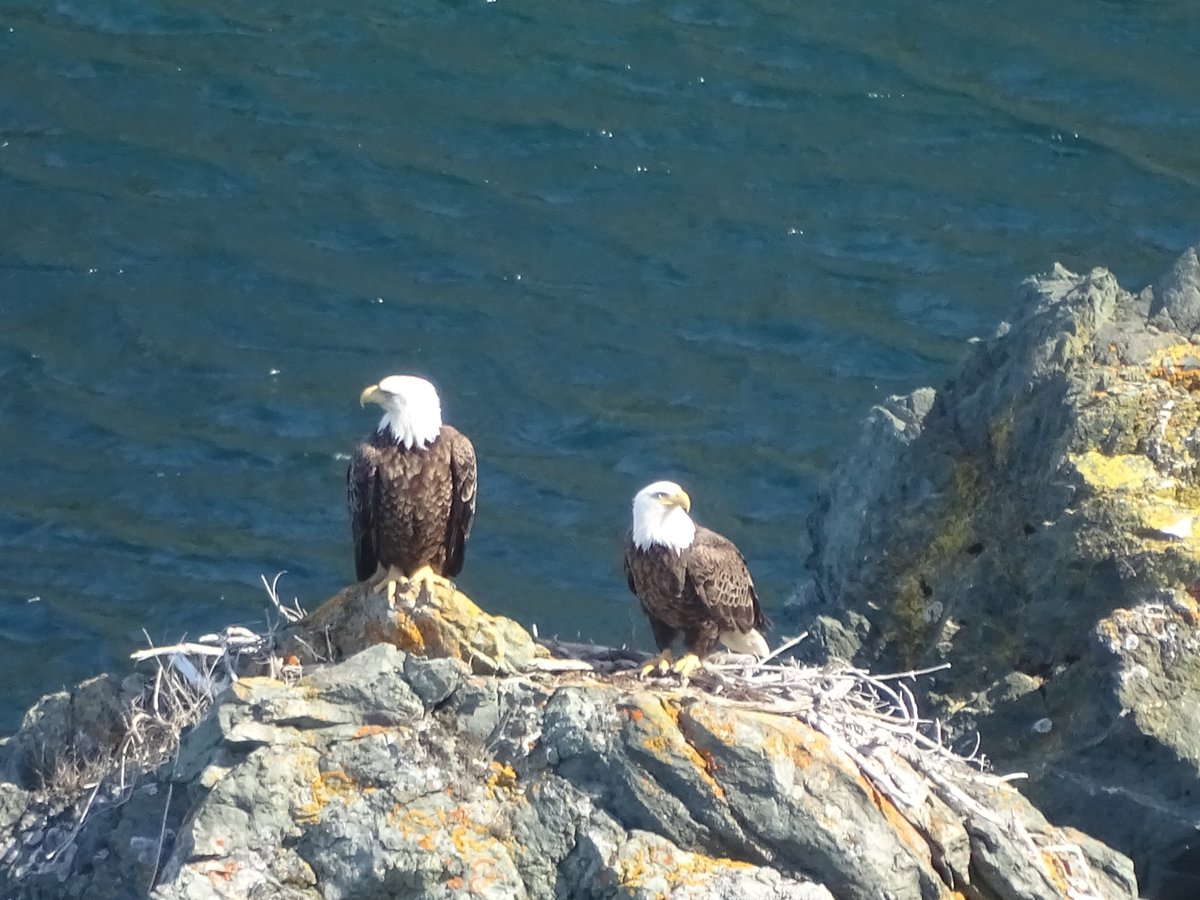 EBTSOYP's tweet photo. Going on vacation is a great chance to find new species for #backyardbio all year long! Check out this sea urchin, barnacle, seal and bald eagle pair Jesse saw in Twillingate #Newfoundland! https://t.co/cpeQP2Qo0U