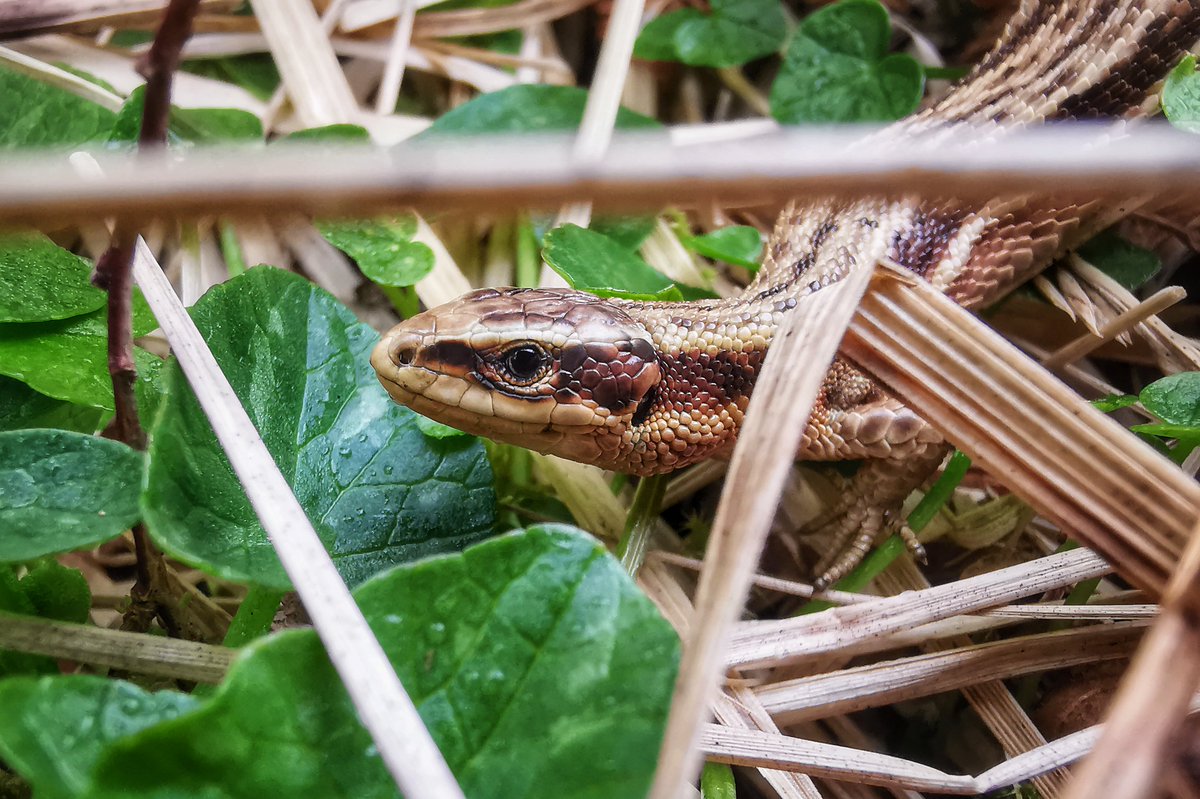 LapwingEcology's tweet photo. The little things kept us entertained at work this week as we approached the much-needed half-term break 🥴👣👣👣 #ecology https://t.co/Ajaj6H34hL