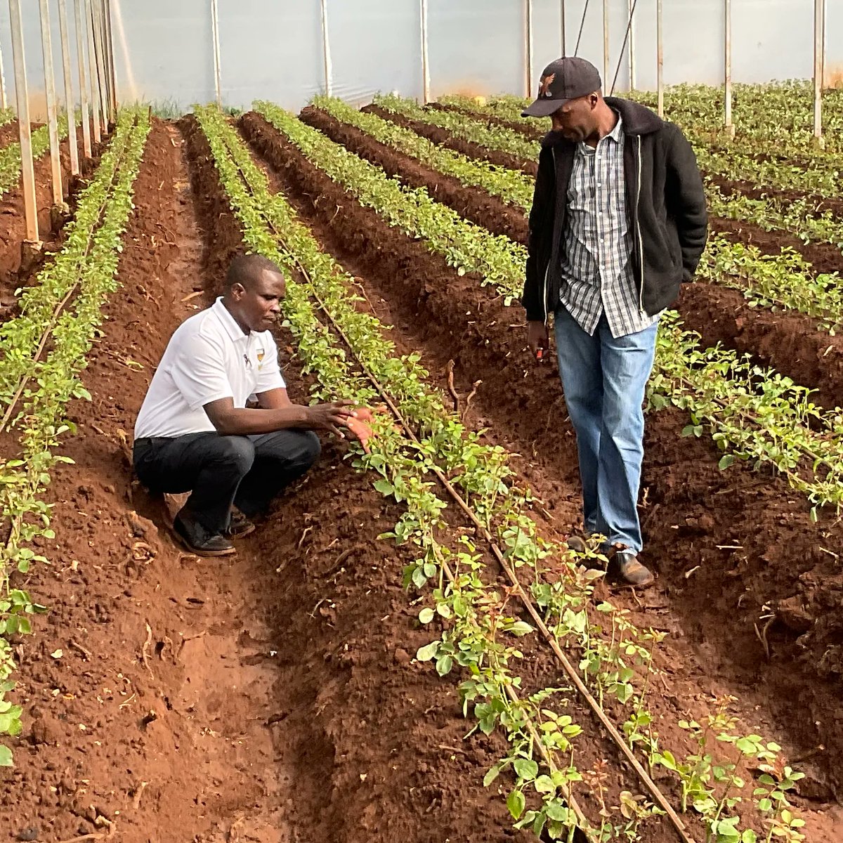 2350m above sea level on the slopes of Mt Kenya.
Good root development and good foliage establishment with fast maturity. 
Here biostimulants have enhanced #rose plant growth and quality.
Find out more about #biostimulants here > buff.ly/3MFM0dr 
#EveryFlowerCounts