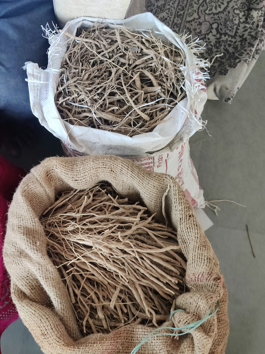 Devaranya_Yojna's tweet photo. देवारण्य योजनांतर्गत रा.औ.पा. बो. म.प्र. के सी.ई.ओ. एवं कंसलटेंट द्वारा 26 मई को रायसेन जिले के सिलवानी तह. में औषधीय पौधों की खेती कर रहे कृषकों से भेंट कर कृषि व मार्केट लिंकेज को सुगम बनाने के प्रयास किये गए | @CMMadhyaPradesh @JansamparkMP @ayush_mp @kawreramkishor #Devarnya https://t.co/irSyBTgip6