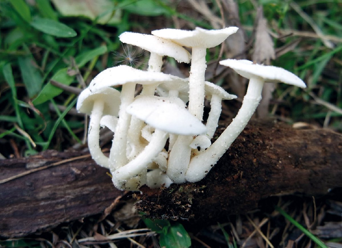 #NewSpecies!
A newly discovered fungus from DR Congo for #FungiFriday!

Ripartitella degreefii

Treatment: treatment.plazi.org/id/D86887AA-FF…
Publication: doi.org/10.11646/phyto…
@Phytotaxa @KewMycology @allthingsfungi @MycoFun @globalfungi
#FAIRdata #nature #biodiversity #fungi #mushrooms