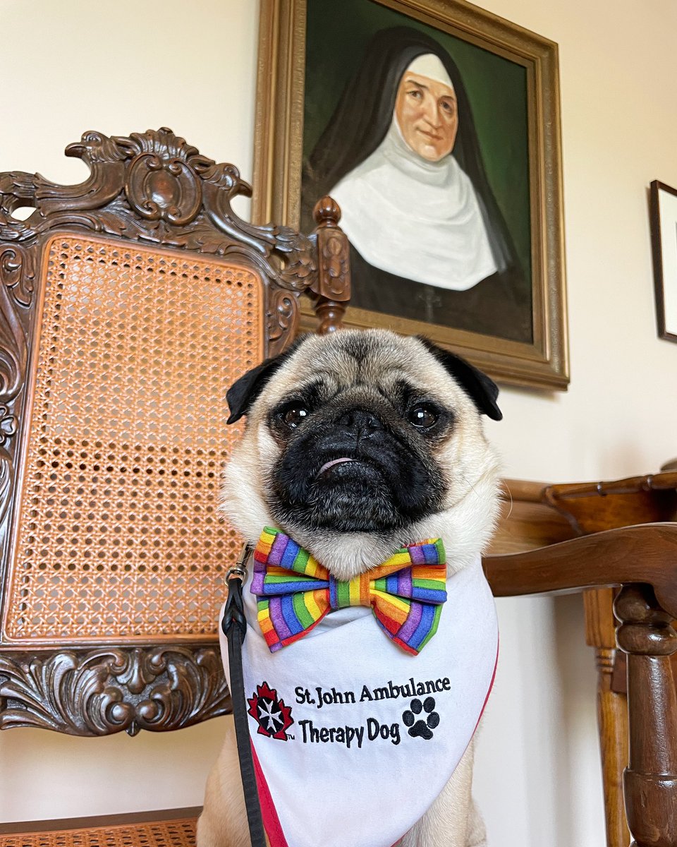 IgorPugDog's tweet photo. Guess where I was visiting yesterday?! ~ Z. An 

#SistersofStJoseph 

#pug #therapydog #workingdog #pughugs @stjosephslondon https://t.co/9liXxnjJ5U