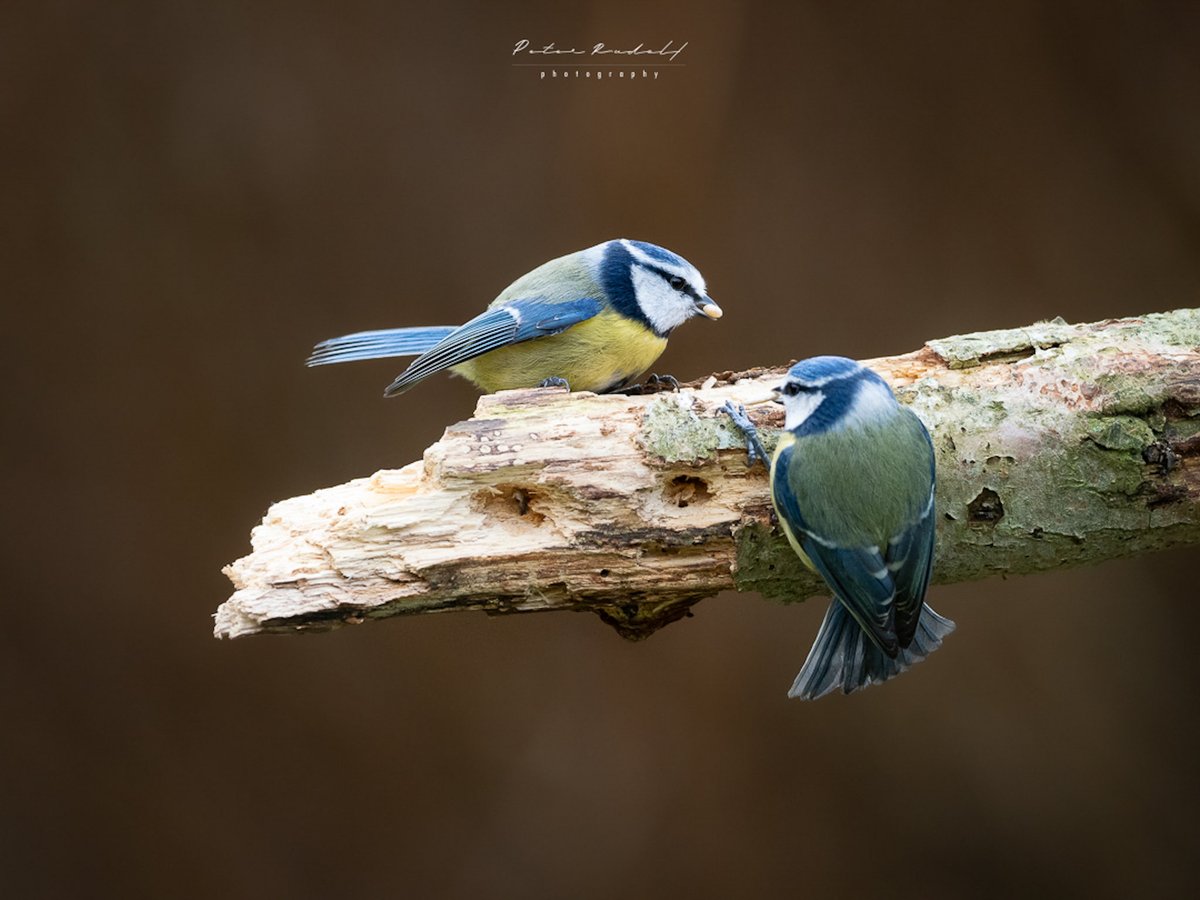 A pair of Blue tits feeding on sunflower seeds.
OM-1, M.Zuiko 300mm F4 IS PRO, 1/1600 sec, f/4, ISO 2500.
#bluetit #SnappyBeaks #OMSYSTEM #omsystem.cameras #om1 #breakfreewitholympus #defythemoment #ukwildlifephotography #birdphotography #wildlifephotography #ukwildlifeimages