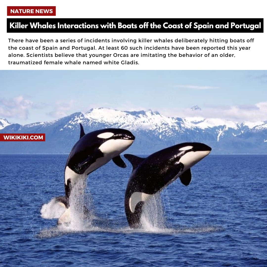 Killer Whales Interactions with Boats off the Coast of Spain and Portugal...

wikikiki.com/killer-whales-…

#whales #whale #whalesound #killerwhale #killerwhales #whaleboat #wikikiki #wiki #spain #portugal #coast #coastofspain #coastofportugal #sealife #ocean #seacreatures #seaanimals