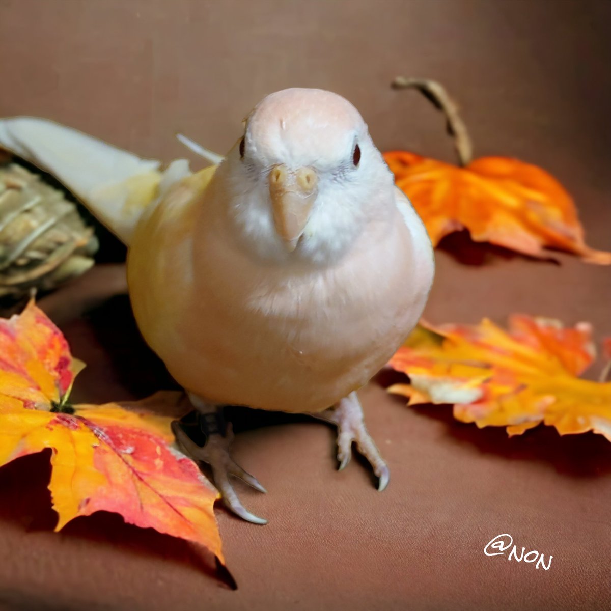 stargazer0114's tweet photo. うちの子キャワ(´∀｀*)

 #アキクサインコ
 #photoroom https://t.co/1aK5EDA95w