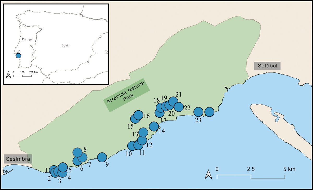 A new method for mapping and remote detection of colluvial MSS habitats was developed and tested in the Arrábida karst massif, Portugal 🇵🇹. It can facilitate the establishment &amp; implementation of #arthropod #conservation measures: doi.org/10.3897/subtbi…

@SReboleira