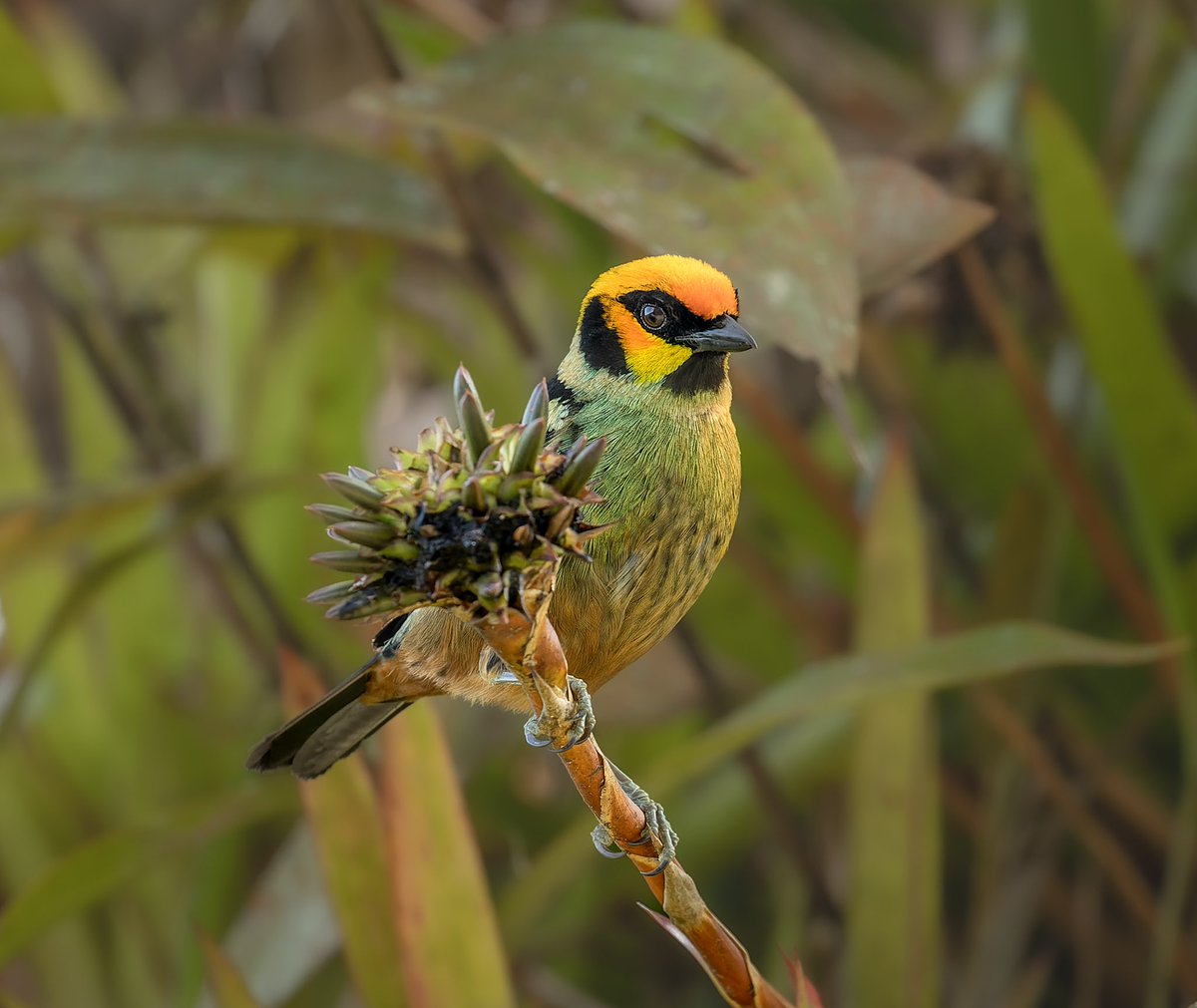 Tangará Rubicunda/Flame-faced Tanager/Tangara parzudakii #avesdecolombia #birdingcolombia #globalbigday #birder #birding #birdingphotography #BirdsSeenIn2023 #BirdsOfTwitter #birdsonearth