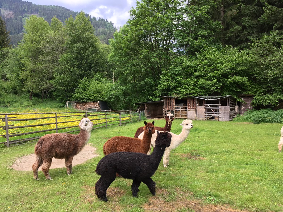 #FlashbackFridayz with some cute #alpacas on my friends's farm in #Austria. They really don't like their picture taken! @FlashbackDayz @TravelBugsWorld @ararewoman @travelingmkter #alive