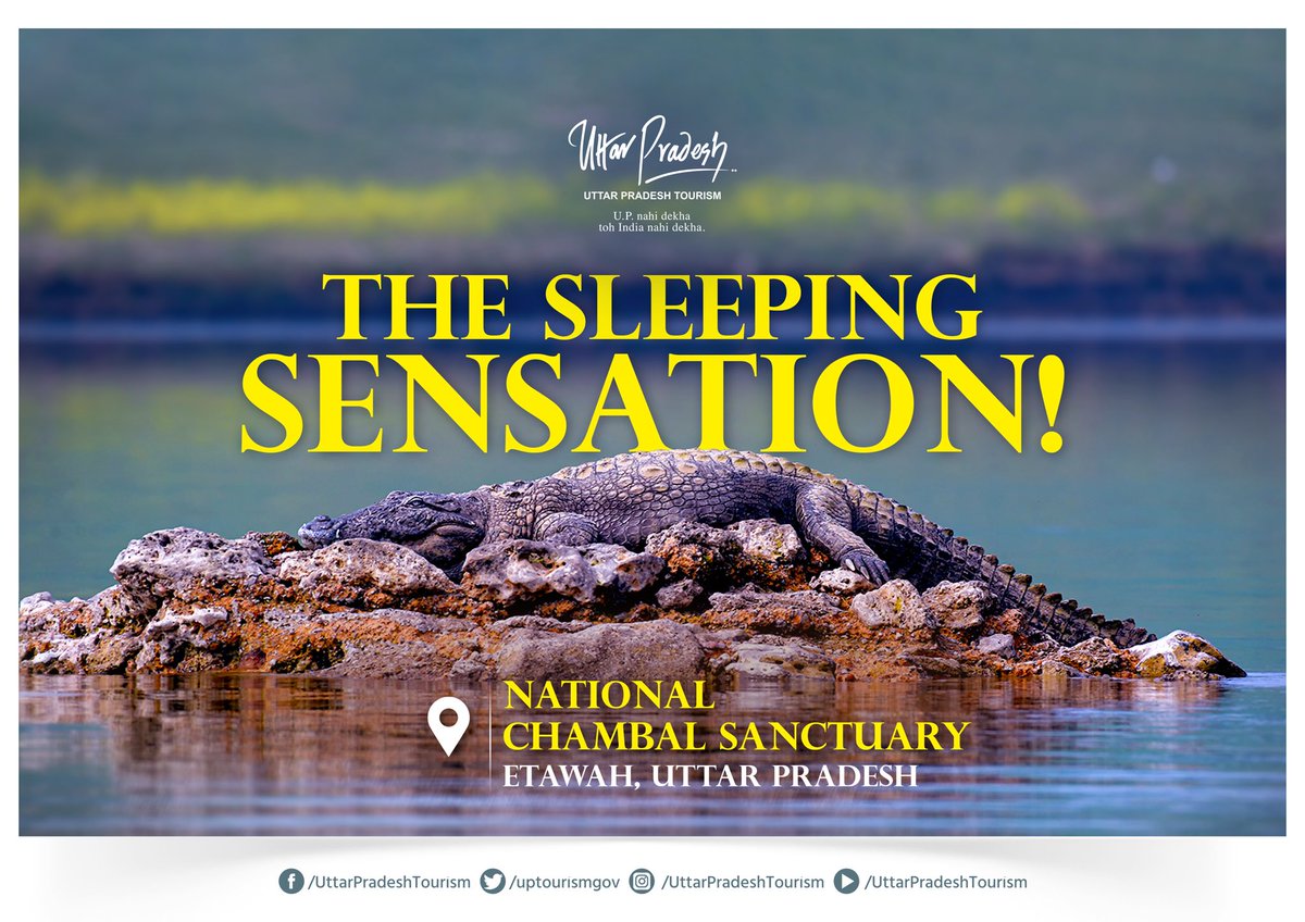 UP Tourism (@uptourismgov) on Twitter photo 2023-05-26 12:49:49 Catch the wild in the most serene states as you witness some of the most sensational species in #NationalChambalSanctuary. #Etawah #wildlife #ecotourism #uptourism #UttarPradesh @MukeshMeshram Catch the wild in the most serene states as you witness some of the most sensational species in #NationalChambalSanctuary. #Etawah #wildlife #ecotourism #uptourism #UttarPradesh @MukeshMeshram