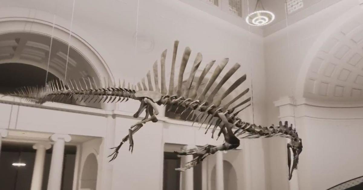 The Field Museum recently announced a new addition will be arriving at the museum, Spinosaurus. This was the longest known theropod, measuring in at some 14-15 meters. #FossilFriday