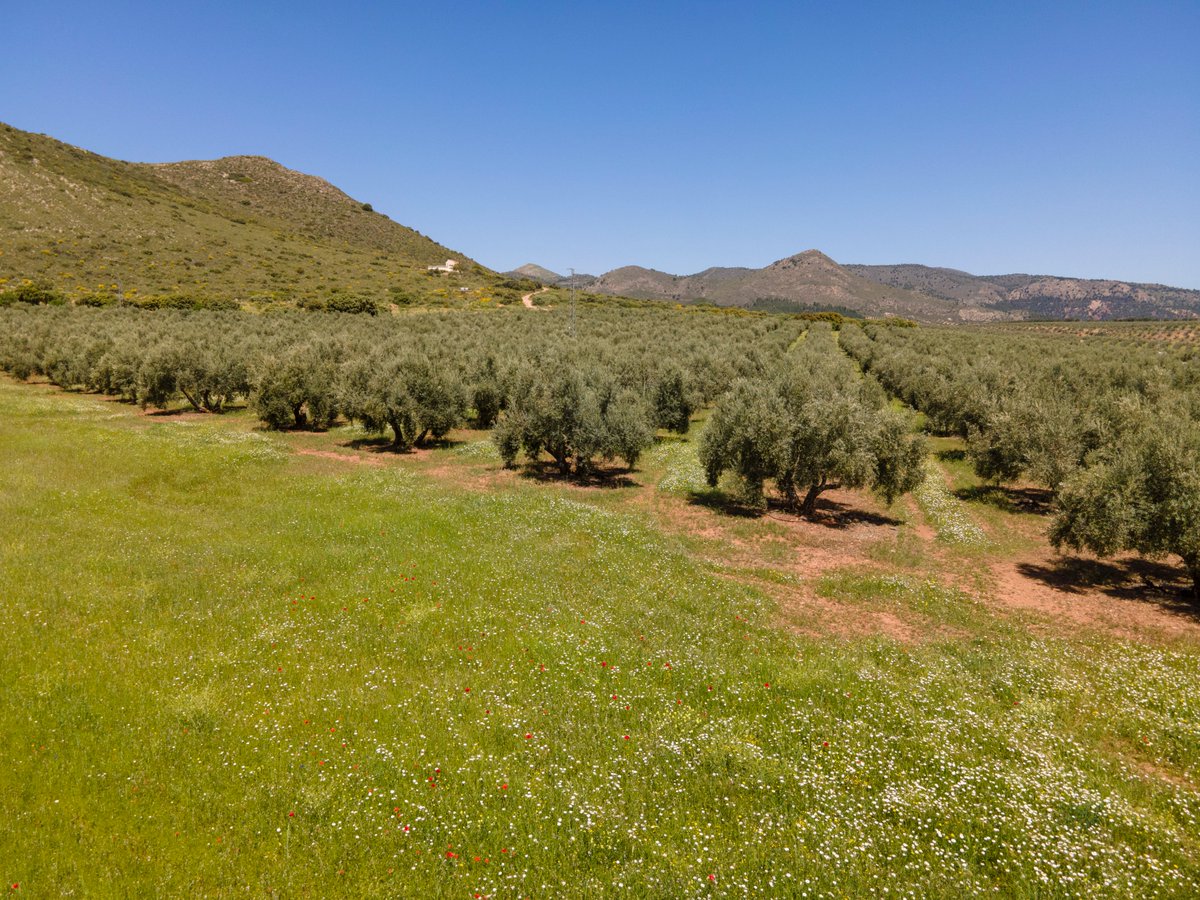 Con estas vistas de nuestro olivar y sierra, con su cubierta vegetal correspondiente, os deseamos que tengáis un gran fin de semana con #aove  y que la lluvia nos siga acompañando 💦#SierraMágina #DenominacióndeOrigen #aove