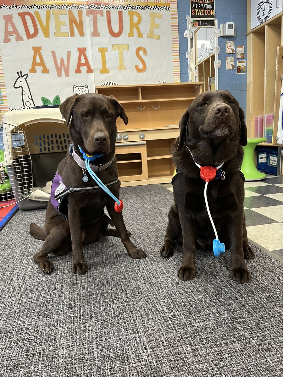 Champ- MHG Therapy Dog (@dog_champion) on Twitter photo Dr Champ and Dr Brook reporting for career day at <a href="/GuestElementary/">Guest Elementary</a> #weAREwlcsd #TherapyDogs #careerday <a href="/meadow_BROOK_/">Brook</a> <a href="/WlcsdD/">WLCSD Therapy Dogs</a> <a href="/WalledLkSchools/">Walled Lake Schools</a> Dr Champ and Dr Brook reporting for career day at <a href="/GuestElementary/">Guest Elementary</a> #weAREwlcsd #TherapyDogs #careerday <a href="/meadow_BROOK_/">Brook</a> <a href="/WlcsdD/">WLCSD Therapy Dogs</a> <a href="/WalledLkSchools/">Walled Lake Schools</a>