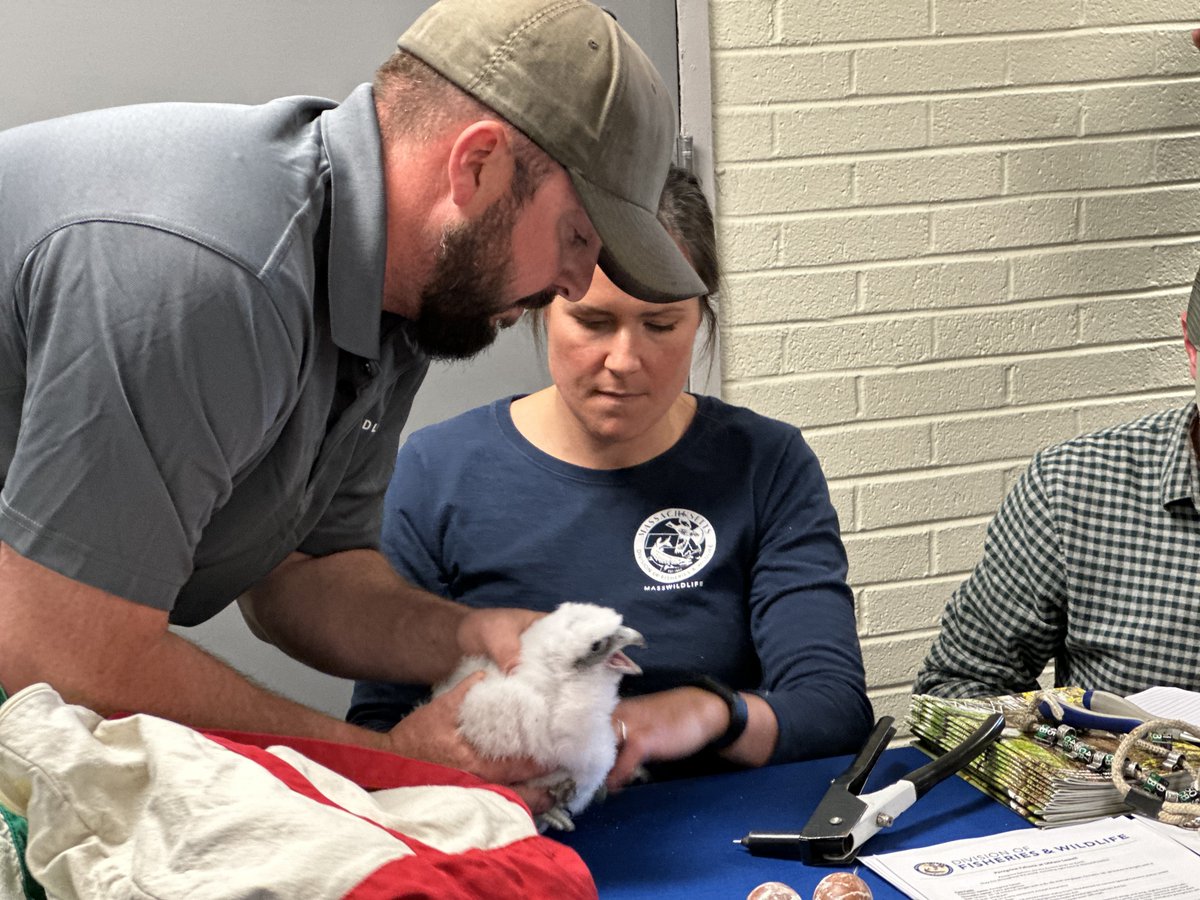 SustainableUML's tweet photo. Meet Niko &amp; Bob, UMass Lowell’s newest peregrine falcons, born on the top of Fox Hall just 3 weeks ago!
MassWildlife visited the nest box to check the health of the new chicks and to attach ID bands. 

View the #peregrine #falcon live camera feed at https://t.co/25innRcD2S https://t.co/mkIUy4RdkZ