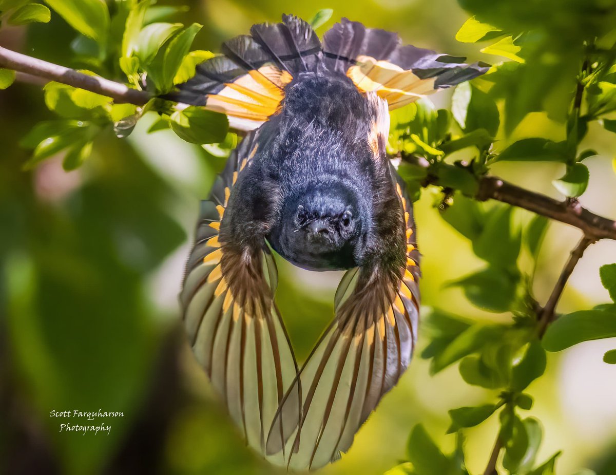 American Redstart! 
Scottfa.picfair.com

#birds #bird #birdwatching #birdphotography #BirdsinFlight #nature #BirdsOfTwitter #wildlife #wildlifephotography #BirdsSeenIn2023  #wildlifephotograph #NaturePhotography #Twitter #TwitterNatureCommunity #birdphotography