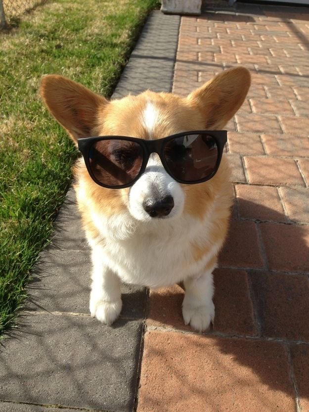 Corgi_Gang_'s tweet photo. Lol
#CorgiAI #corgilover https://t.co/ozmKlc0xVA