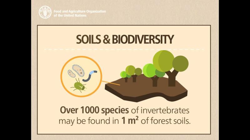 BIODIVERSITY IS KEY TO HEALTHY SOIL. 1000s of species of macro and microorganisms are found in #HealthySoil. The higher the biodiversity of plant mass, the greater the #MicrobialDiversity. Contact STBiologicals.com, get more beneficial microbes and fewer pests on your farm.