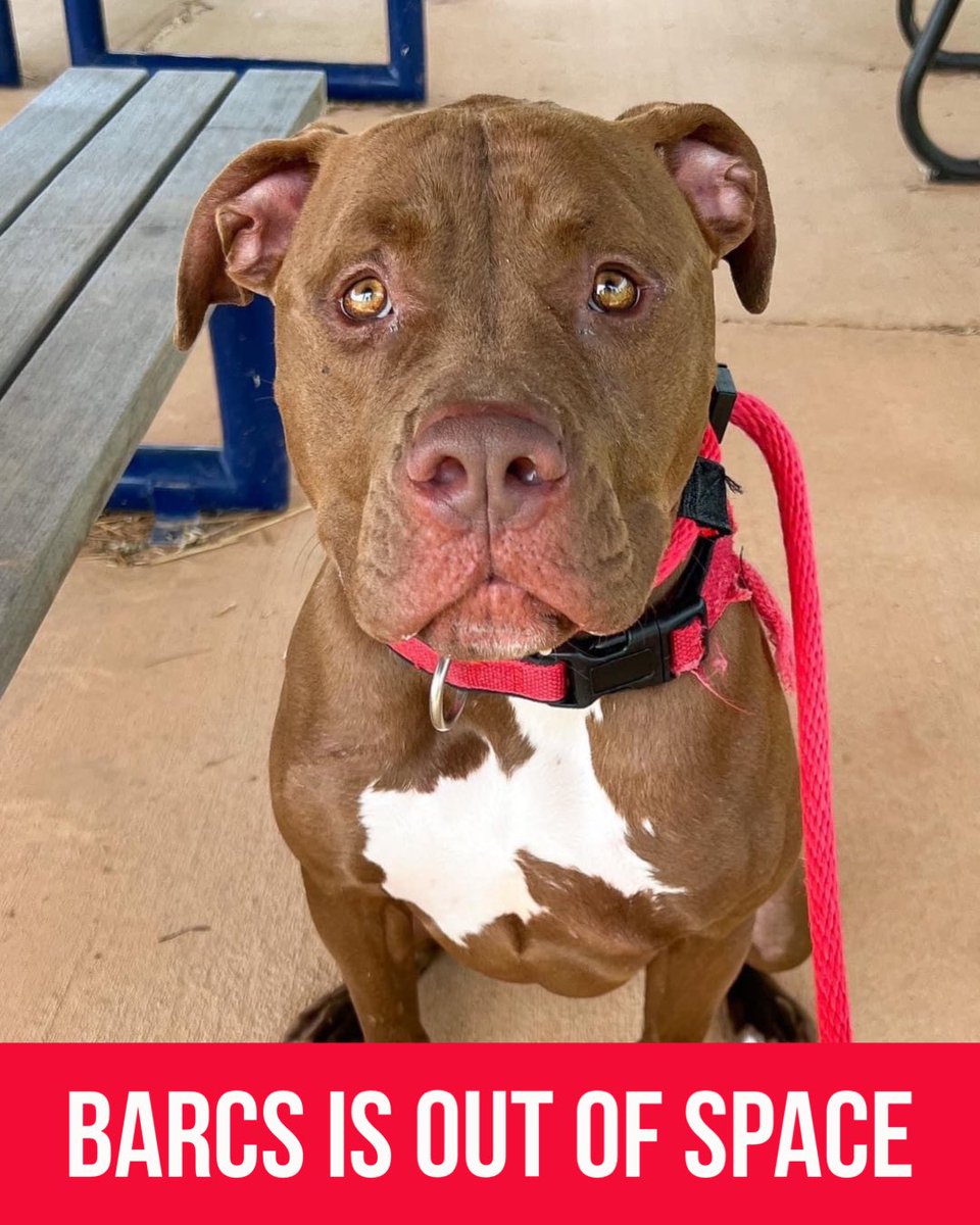 🚨OUT OF SPACE: BARCS is in a state of emergency. We have taken in 303 new animals in the past week and ended last night at negative 12 dog spaces. We’re going to be clear and keep this post short: Dogs in our shelter are at risk today. We are waiving fees immediately.