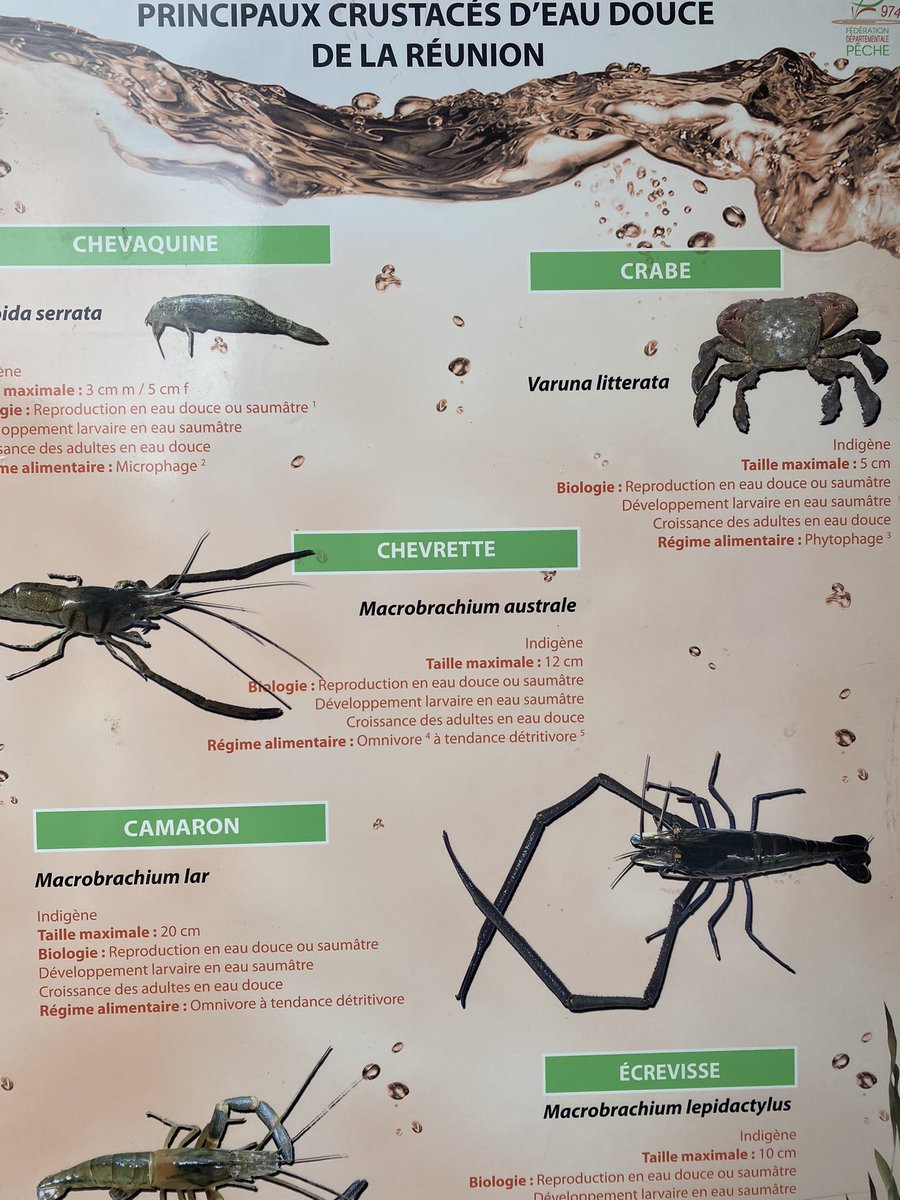 🌿 Fête de la Nature : connaissez-vous les crustacés d’eau douce de La Réunion ? 🦐 

Découvrez-les à l’îlet Quinquina avec le partenaire d’ <a href="/EDF_Reunion/">EDF à La Réunion</a> : Association agréée de pêche et de protection des milieux aquatiques 

@fetedelanature