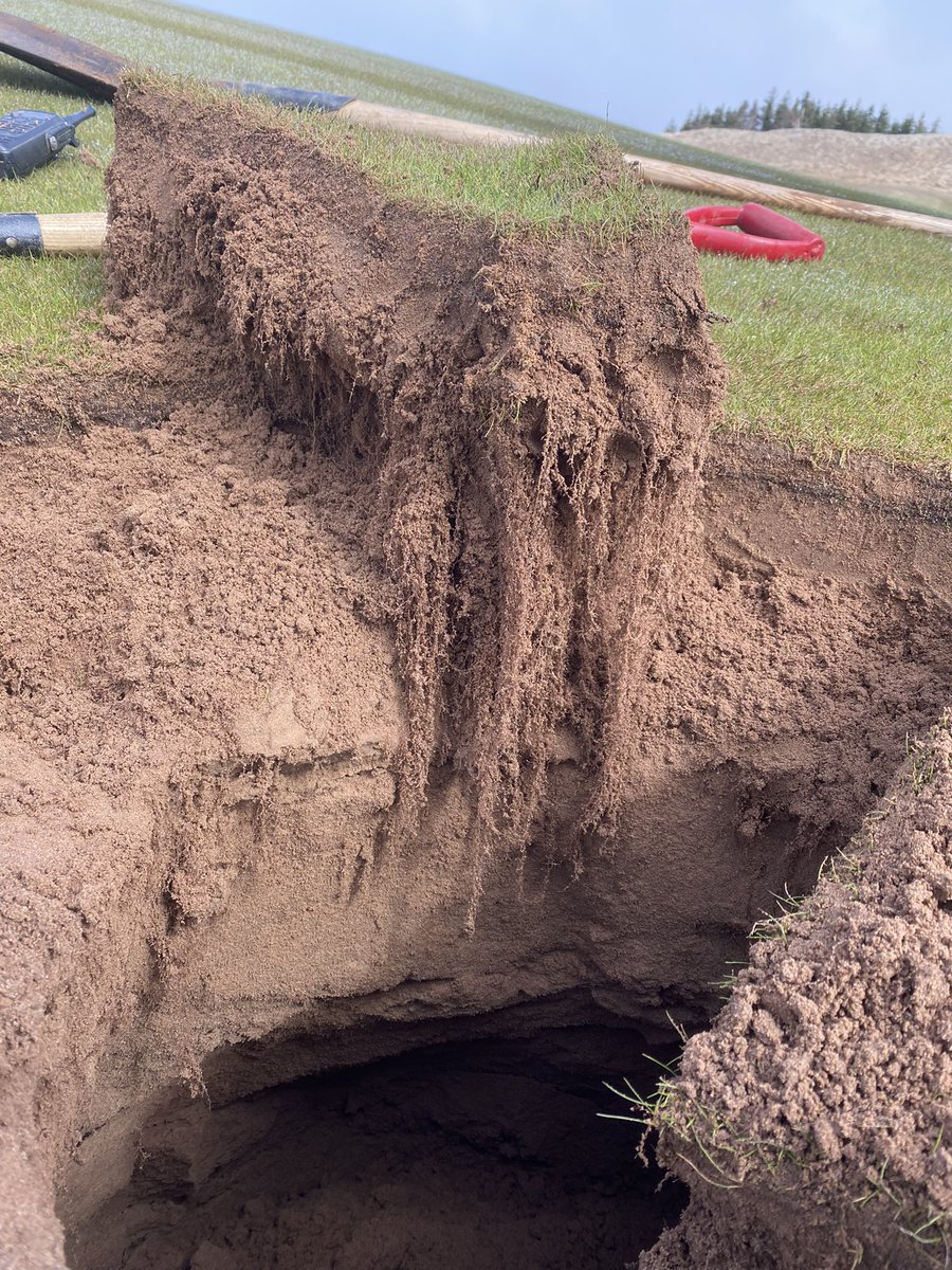 Those deep fine fescue roots 🤯