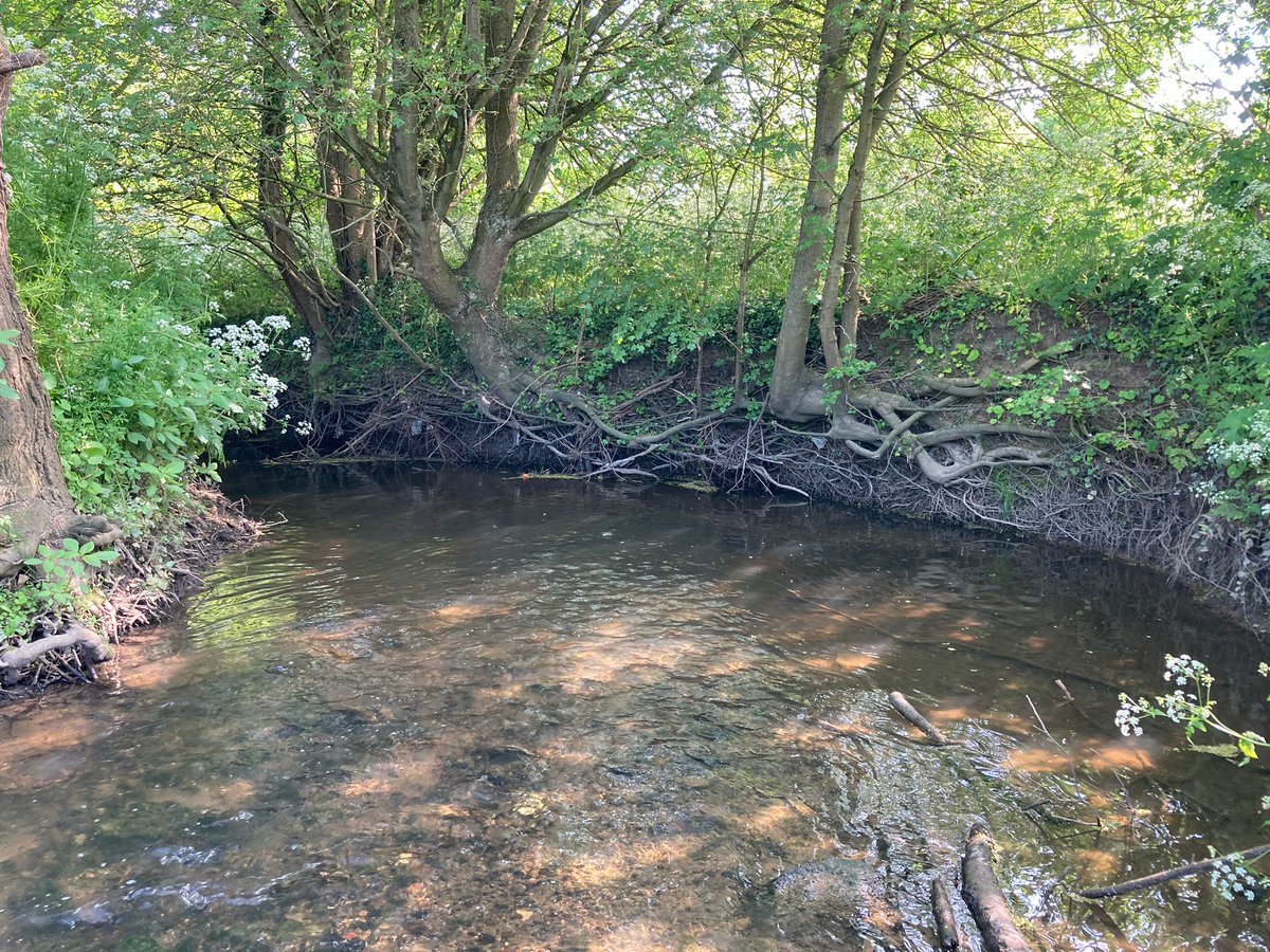 YourRBI's tweet photo. A beautiful day along the River Ingrebourne at Harold Court Woods. Bristling with vegetation and trees, a perfect habitat for wildlife. This stretch of the Ingrebourne is an excellent example of how the @RBICP wants to see all of its rivers!
#RBICP #Ingrebourne #nature https://t.co/AlRKwRFfRY
