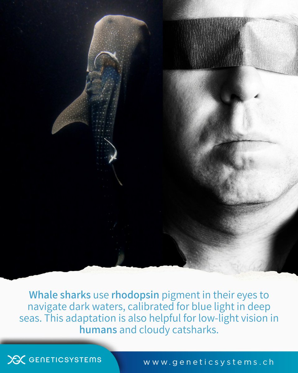 GeneticSystems's tweet photo. Whale sharks' adaptation to make their visual pigment in the retina more sensitive to temperature changes allows them to navigate between bright surface waters &amp; the depths with ease. It also benefits low-light vision in humans and other sharks. 

Source: https://t.co/3ly0xhE3fE https://t.co/xFqo0NgyqL
