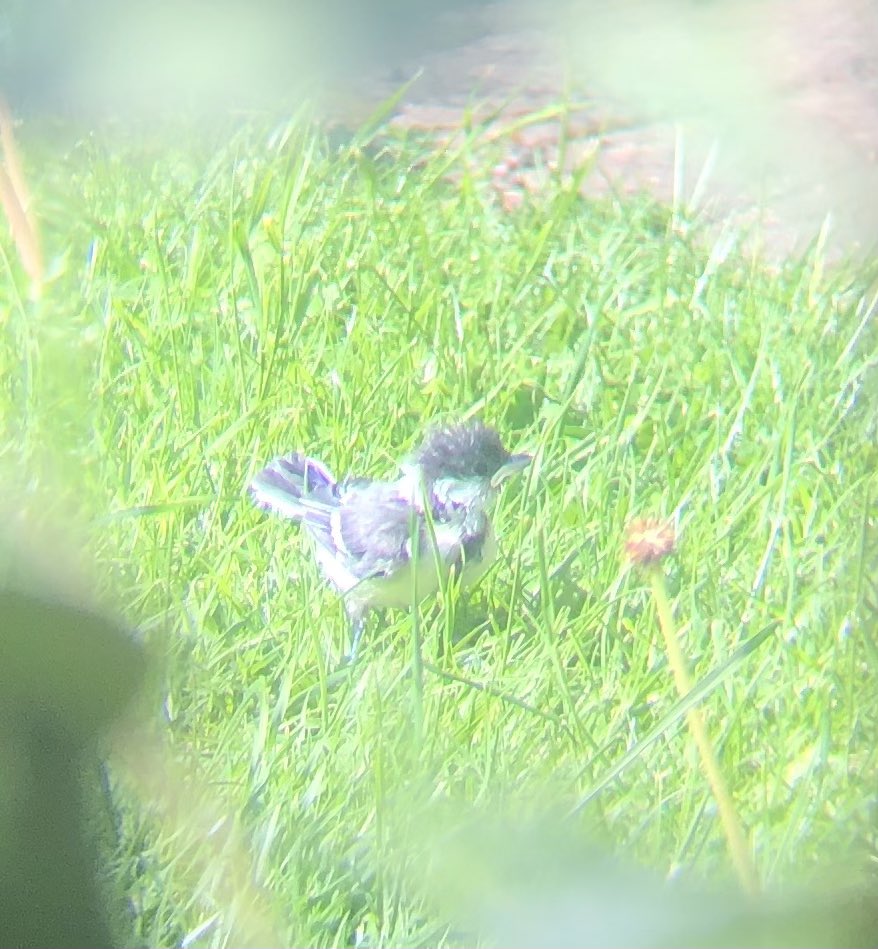 cdchater's tweet photo. #Fledgling 🐦 https://t.co/EVKOB7RBS1