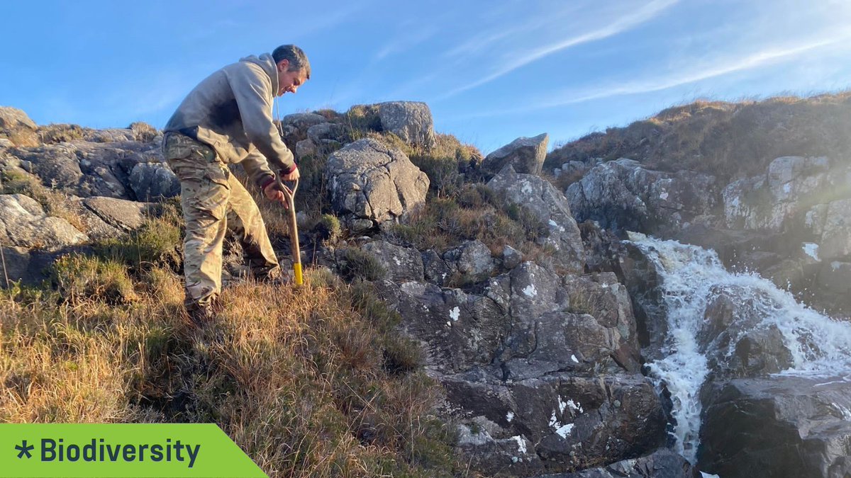 Our third #biodiversity case study is about North Harris Trust / Urras Ceann a Tuath na Hearadh, one of Scotland's largest community landowners. Here, biodiversity, community and crofting are all strongly intertwined. (1/3) #communityland #landreform communitylandscotland.org.uk/wp-content/upl…