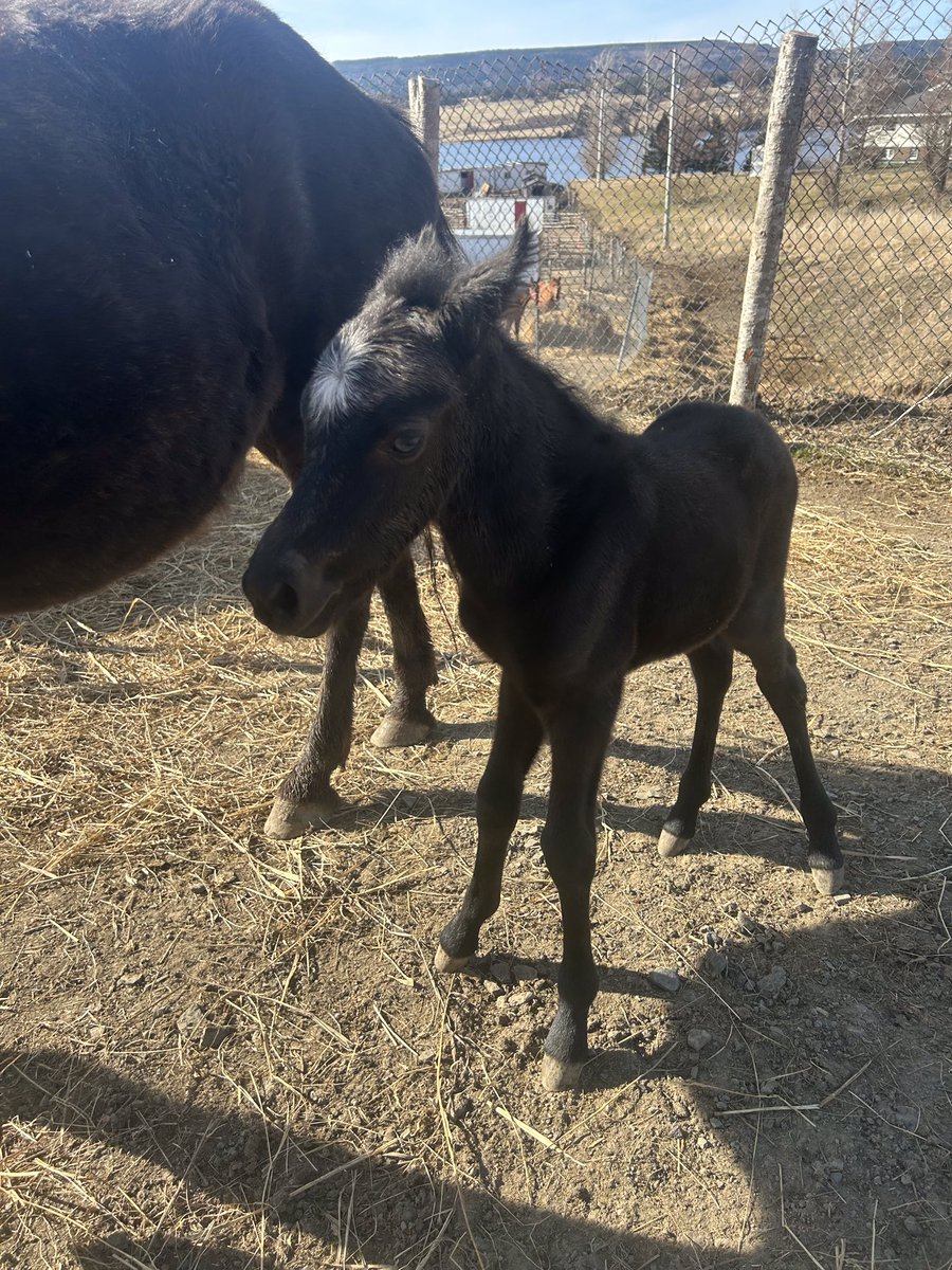 nfld_pony's tweet photo. #love is in the air in the #codroy valley, #newfoundland. Another sweet Newfoundland Pony foal has been born! For an endangered species, adding numbers to the herd is critical. With immense gratitude to Sandra Piercey and family for their efforts breeding the #pony. https://t.co/WOGEr2n3wn