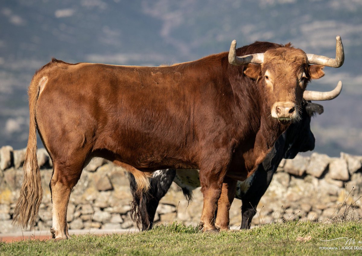 Ganadería “Victoriano del Río”
Con el hierro de Toros de Cortes

“Jarretero” N 156  G8  552 Kg 

Para <a href="/ginesmarin_info/">Ginés Marín | INFO</a> 

Ojalá sea de lío. 

#sanisidro2023 #campo #mimirada #victorianodelrio🐂 #photographers