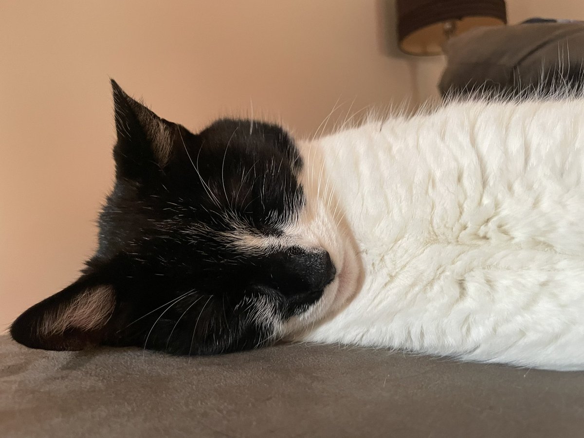 tuxedosiblings's tweet image. Jus som nice Fridayz snoozsies 
#CatsOfTwitter #fridaymorning