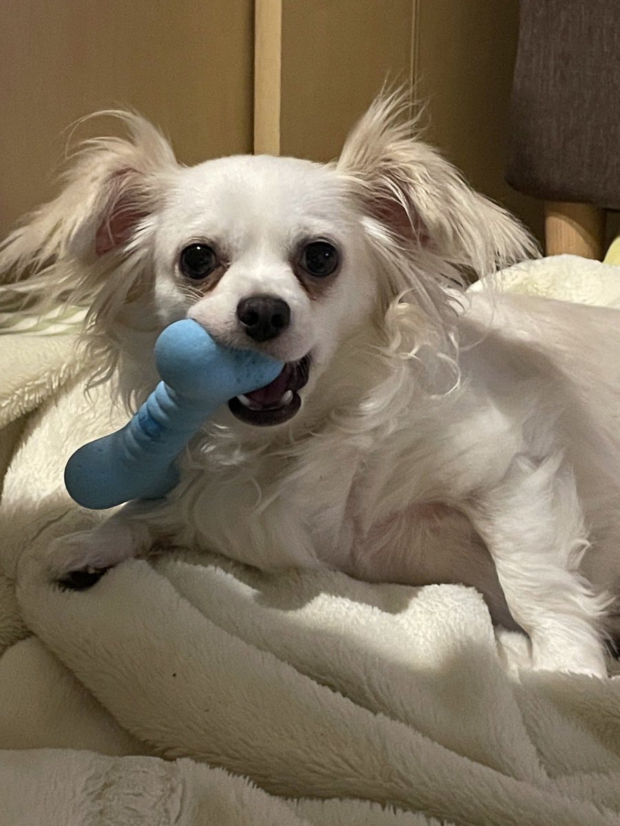 comcomcomg's tweet image. あたらしいおもちゃ てにいれた