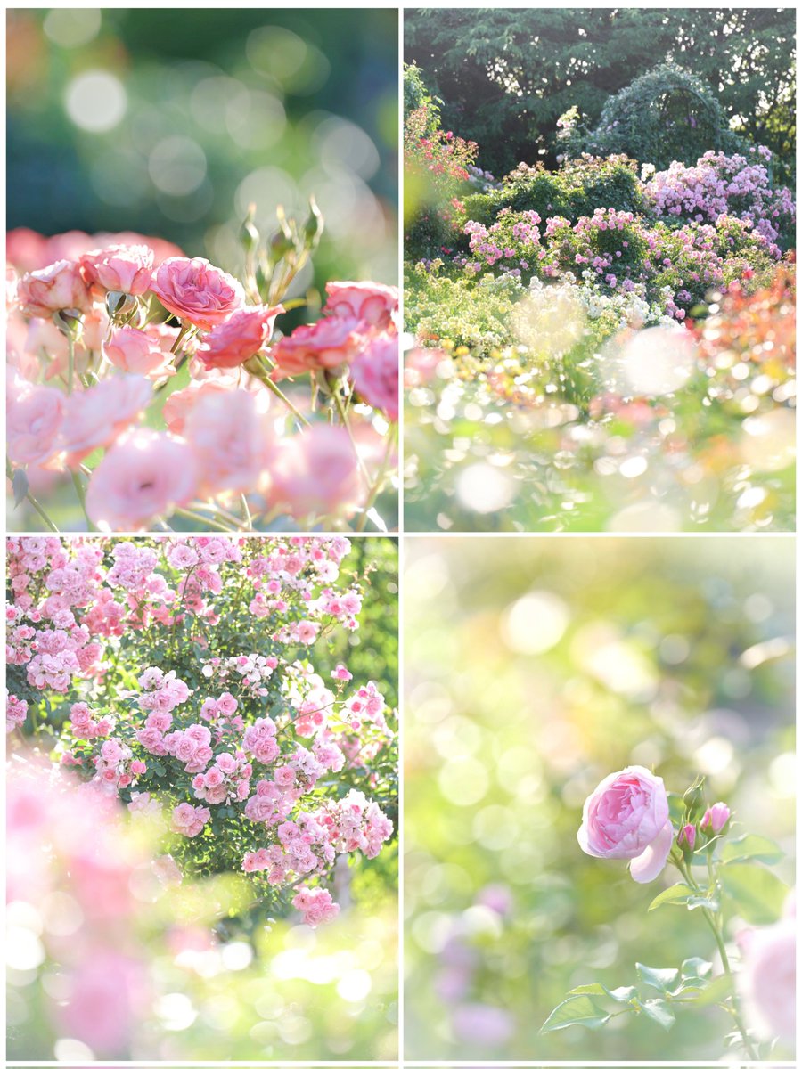 RRT26870185's tweet photo. @eachcanovercome (〃ω〃)Thank you for complimenting my photo✨😆✨

I will continue to take pictures of flowers, so please take care of me.

(ФωФ)✨👍️ https://t.co/GJONc5v65f