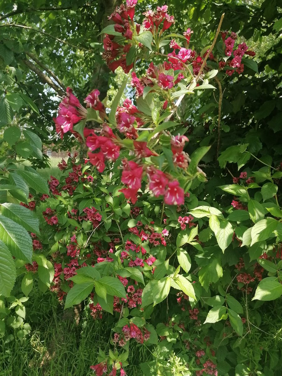 Suite de la lecture de Gérard d'Houville, en cette belle journée ensoleillée.

"Et vous saurez enfin, sœur de sa solitude,
Goûter le soir qui meurt dans un jardin désert..."