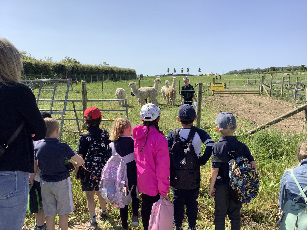 ysgolyddraig's tweet photo. #YYDRheidol What a fantastic day at #foragefarmshop learning about what happens to our recycling, visiting the alpacas and chickens. We even had a surprise visit from a Golden falcon. #YYDWellbeing #YYDenrichment https://t.co/9WPaEvi0Jf