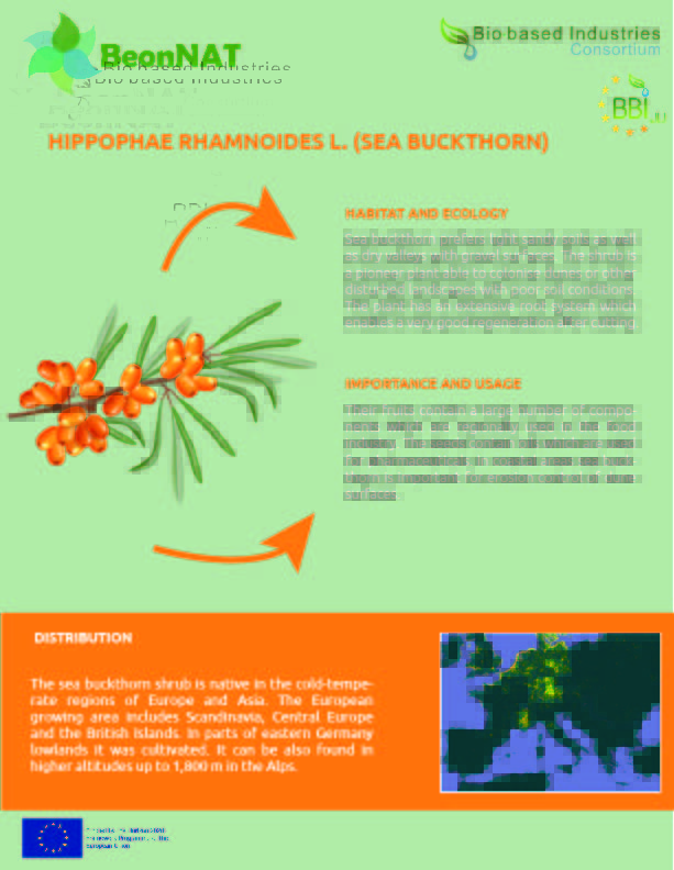 BeonNAT_H2020's tweet photo. The seeds 🌱of the sea buckthorn contain oils 🌕 that are used in pharmaceuticals 💊. Don't miss any updates about the species tested by BeonNAT experts! Follow us now! #SeaBuckthorn #Pharmaceuticals #Biodiversity #Sustainability #NatureLovers #BeonNAT https://t.co/yPZ4AW45tN