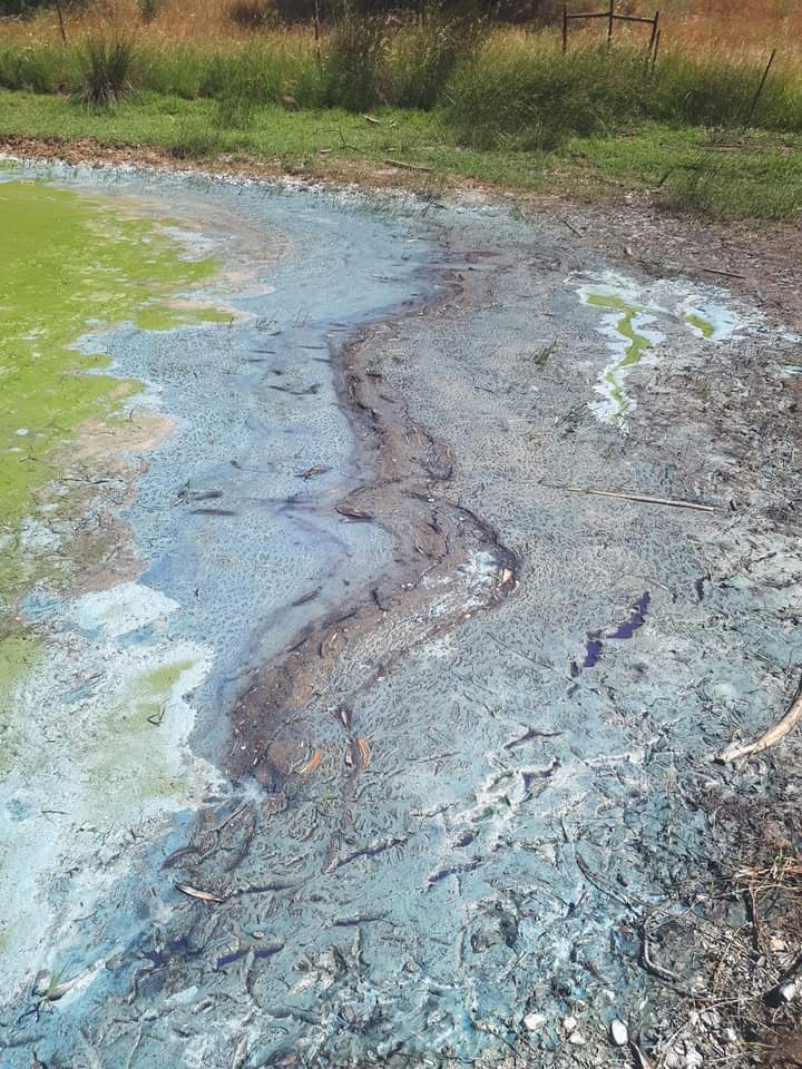 O Núcleo Regional de Portalegre da Quercus vem alertar para a ocorrência de grandes manchas de cianobactérias na Albufeira do Maranhão, concelho de #Avis, que ao longo das últimas semanas se têm depositado ao longo das suas margens.

Comunicado: shorturl.at/oHLS0