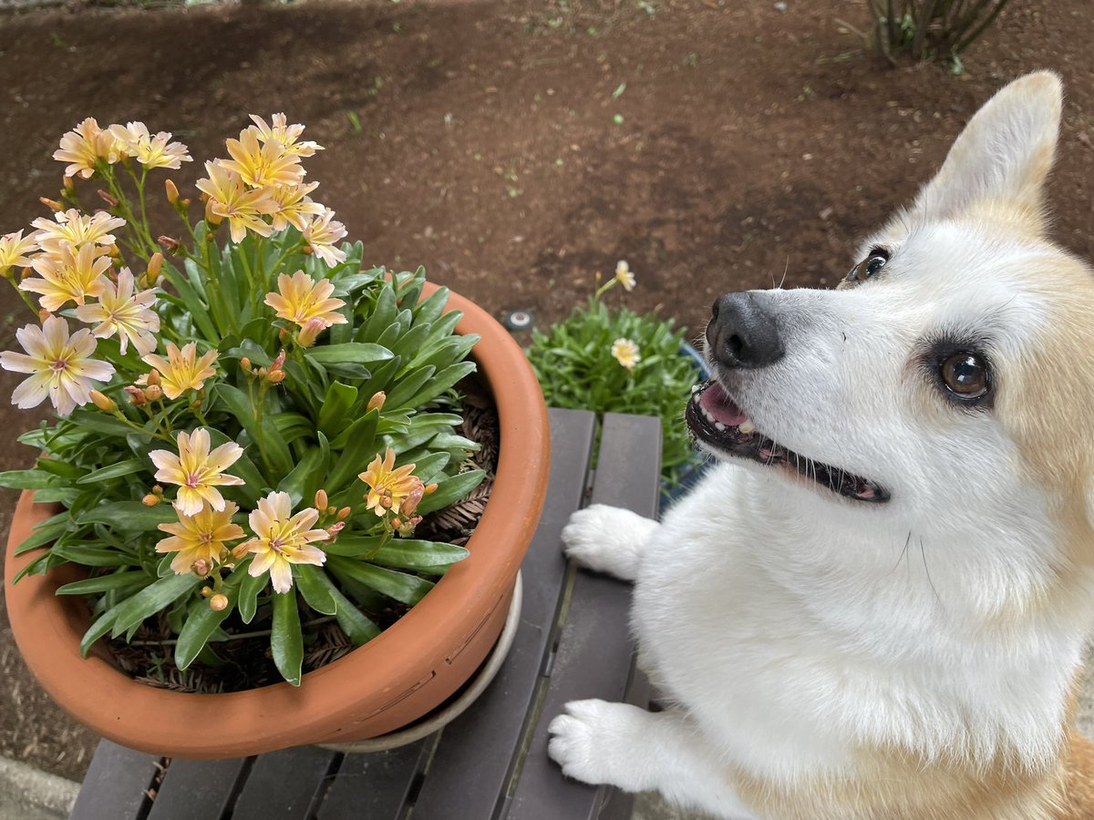 Today is Friday. 
My flowers are happy. 
I hope your weekend eve
Is good, and not crappy. 

(This concludes my poetry week.)

#CarsonTheCorgi #FriYAY #CorgiCrew