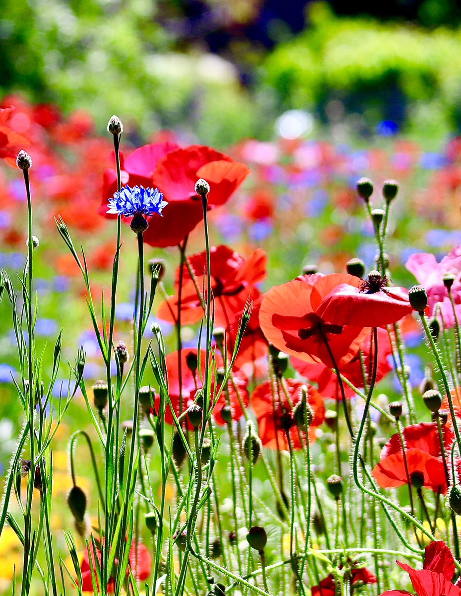 HarriganCath's tweet image. #FlowersonFriday #FridayFreeForAll 
Because I’m still on Poppy Time. 

@DavidMariposa1 @ThePhotoHour @admired_art @SiKImagery