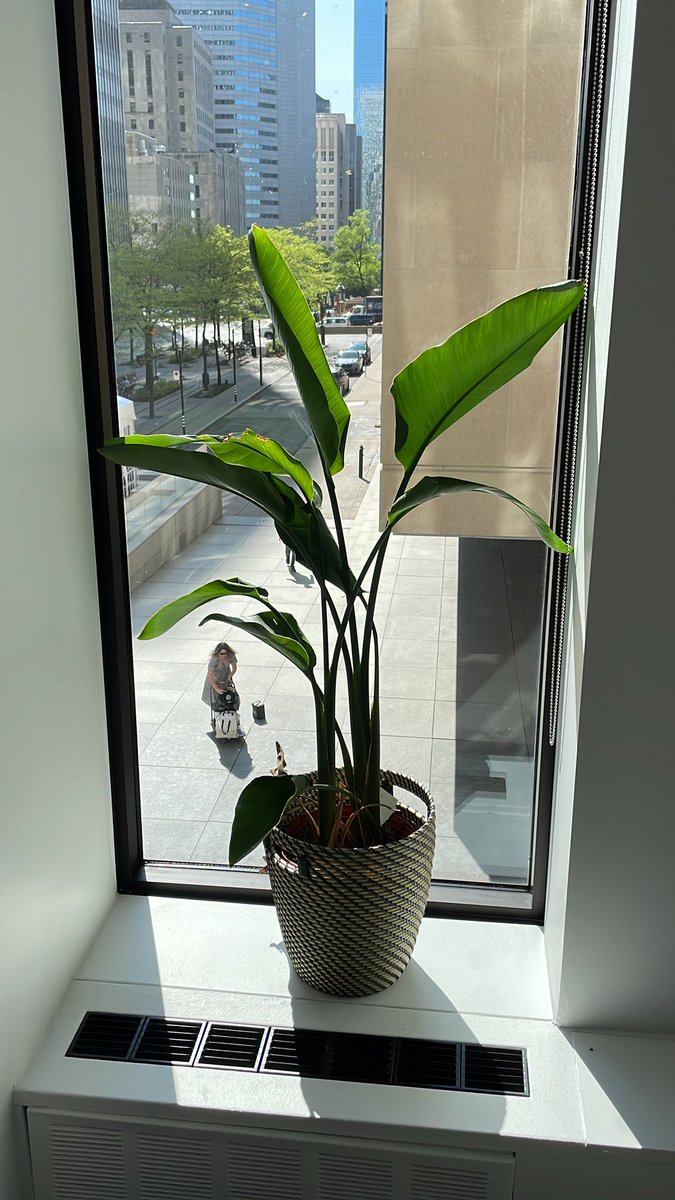 Founder resilience yes, but nothing is harder to kill than our office plants. Despite brutal neglect they simply will. Not. Die.