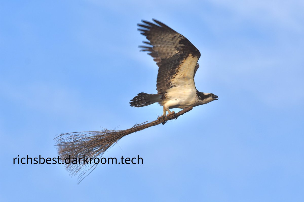 @birdcrazed6 I couldn’t have imagined this until I actually saw it. An #osprey takes a broom for nesting material!