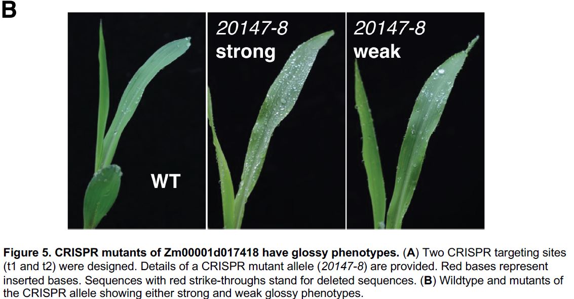 The Plant Cell (@theplantcell) on Twitter photo Bacterium-enabled transient gene activation by artificial transcription factors for resolving gene regulation in maize buff.ly/45AyYFB <a href="/liu3zhen/">Sanzhen Liu</a> <a href="/zmx0206/">mingxia zhao</a> <a href="/KSUPlantDr/">K-State Department of Plant Pathology</a> <a href="/ASPB/">ASPB</a> #PlantSci Bacterium-enabled transient gene activation by artificial transcription factors for resolving gene regulation in maize buff.ly/45AyYFB <a href="/liu3zhen/">Sanzhen Liu</a> <a href="/zmx0206/">mingxia zhao</a> <a href="/KSUPlantDr/">K-State Department of Plant Pathology</a> <a href="/ASPB/">ASPB</a> #PlantSci