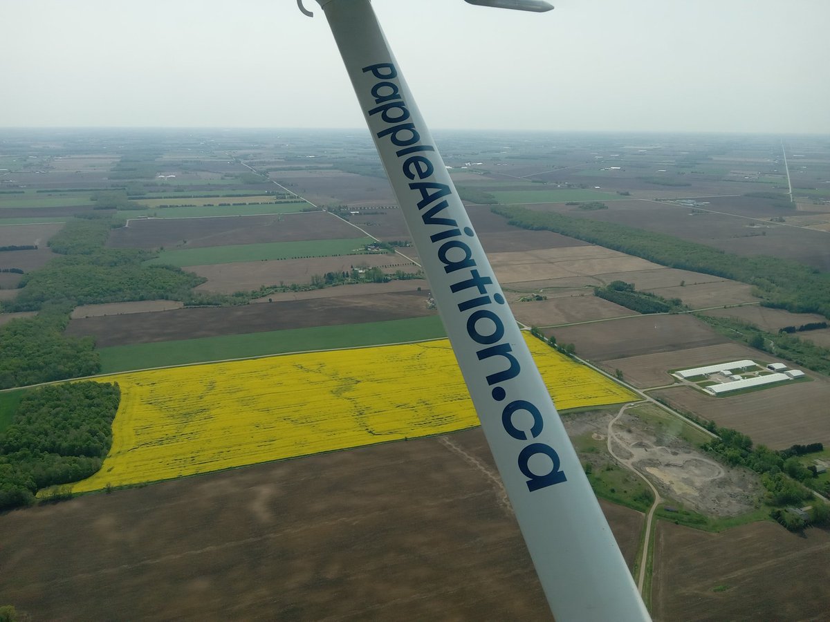 PappleAviation's tweet photo. Canola is really putting on a nice show of colour this year.  Brock's have a field we see each time we take off from Seaforth. https://t.co/e10HvDorZc https://t.co/hUkJH7Wspq