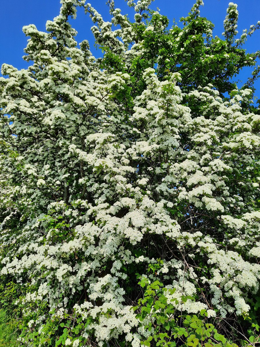 Fabulous May Flowers🥰
        🍃🌸🍃  Hawthorn  🍃🌸🍃