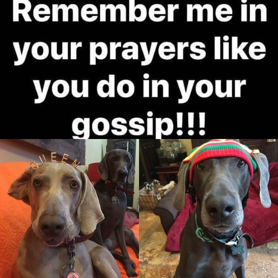 biagioDebbie's tweet photo. #ras #ras - ism # Weimaraner #weimaranerwisdom # lifecoach # dogmeme # dogmodel #coverdog @weimcrime @coverdog5 @SirNorbit https://t.co/LKJWHUHqWF